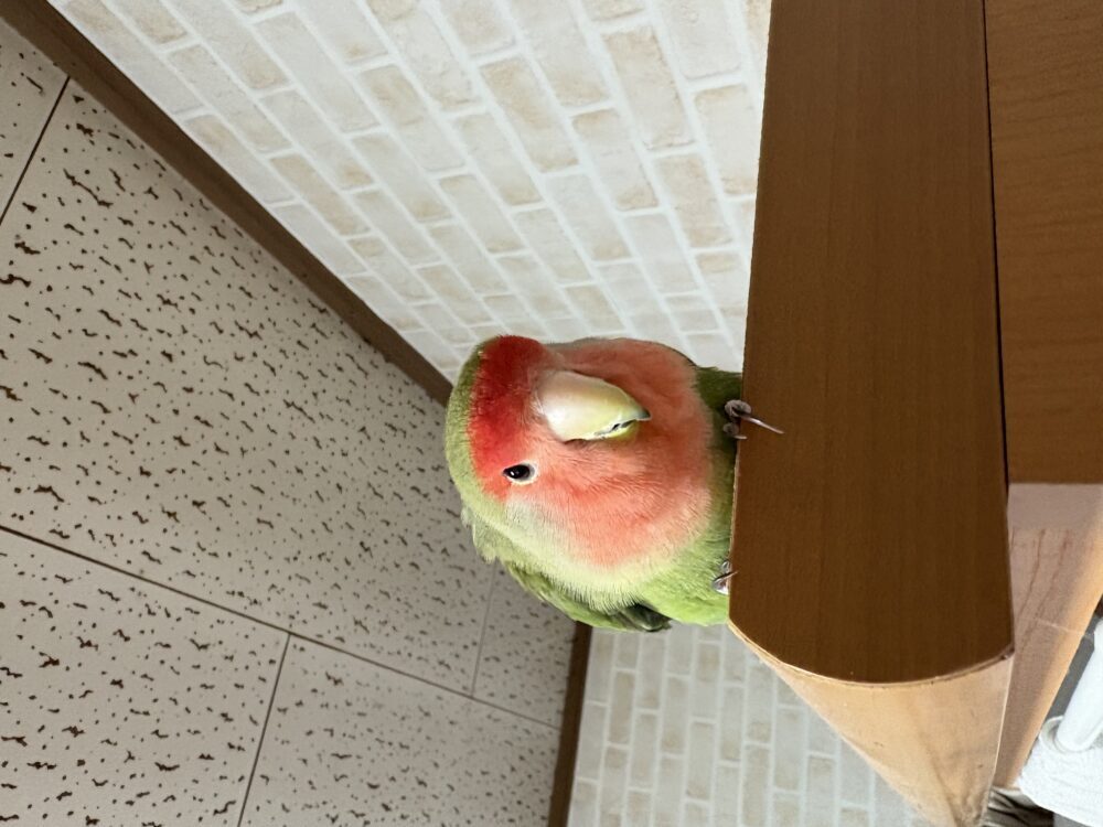 コザクラインコ探しています
