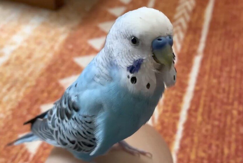 えじりんご。