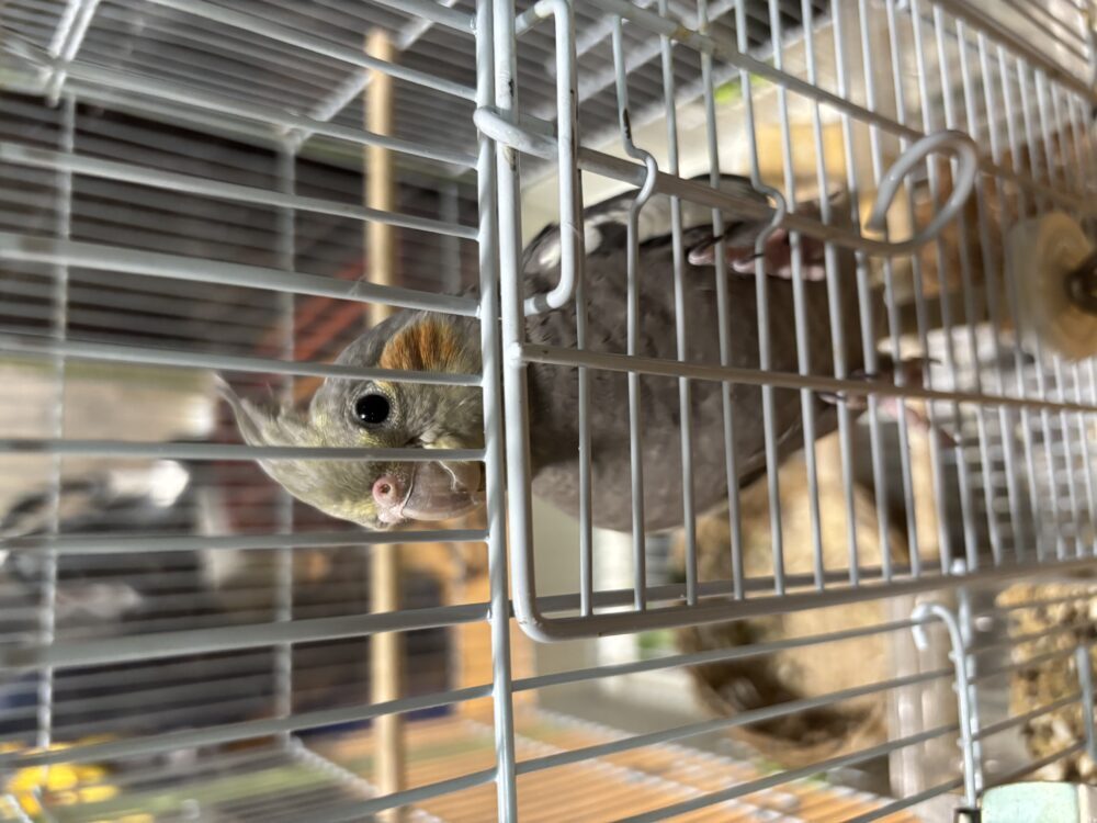 セノオ