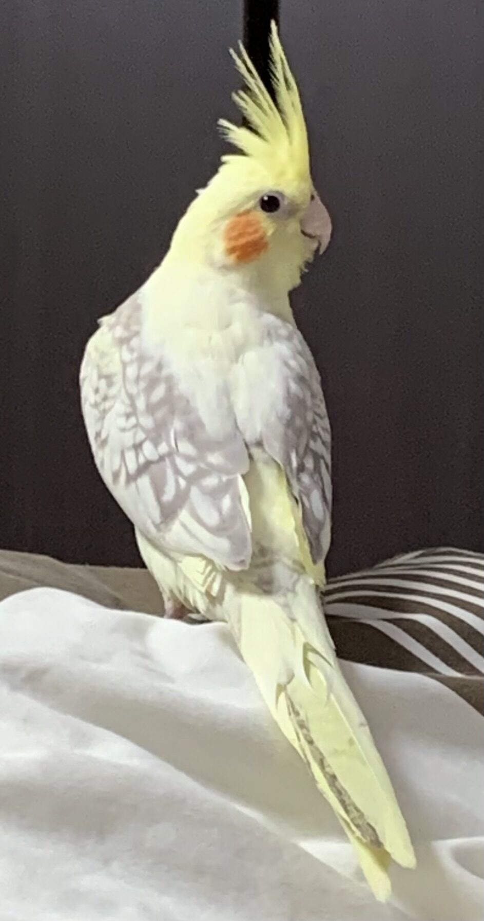 ひろ