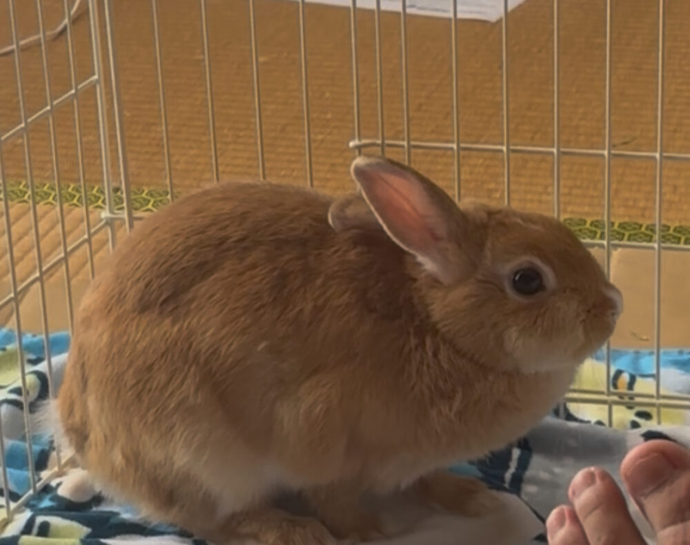 あやか