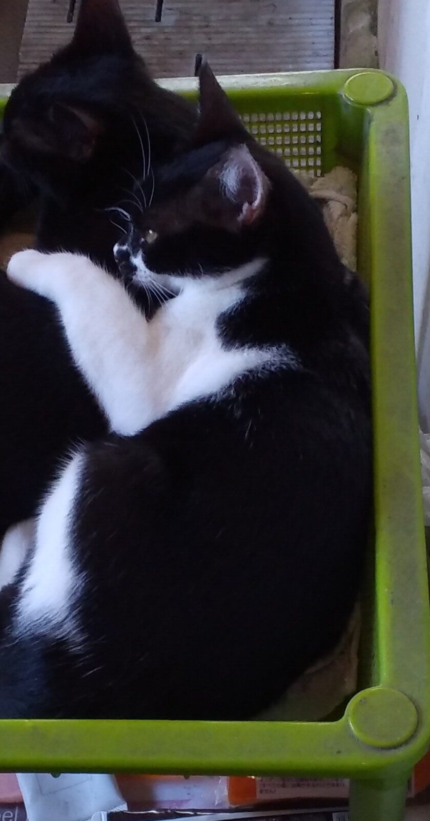 さとう
