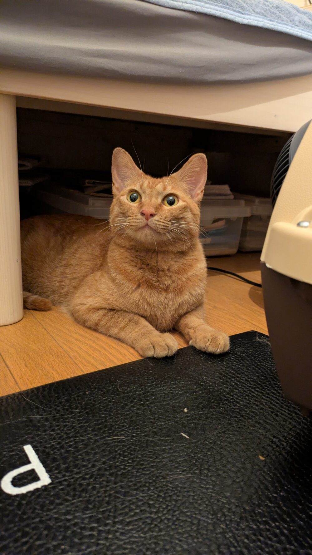 MiMi
