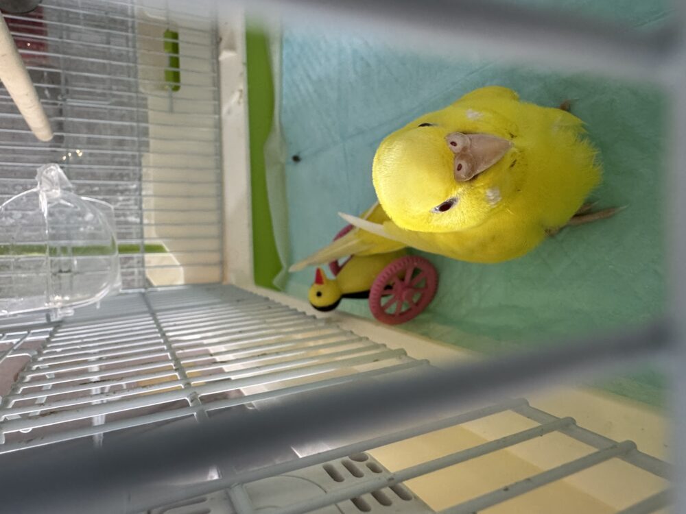 にしむら