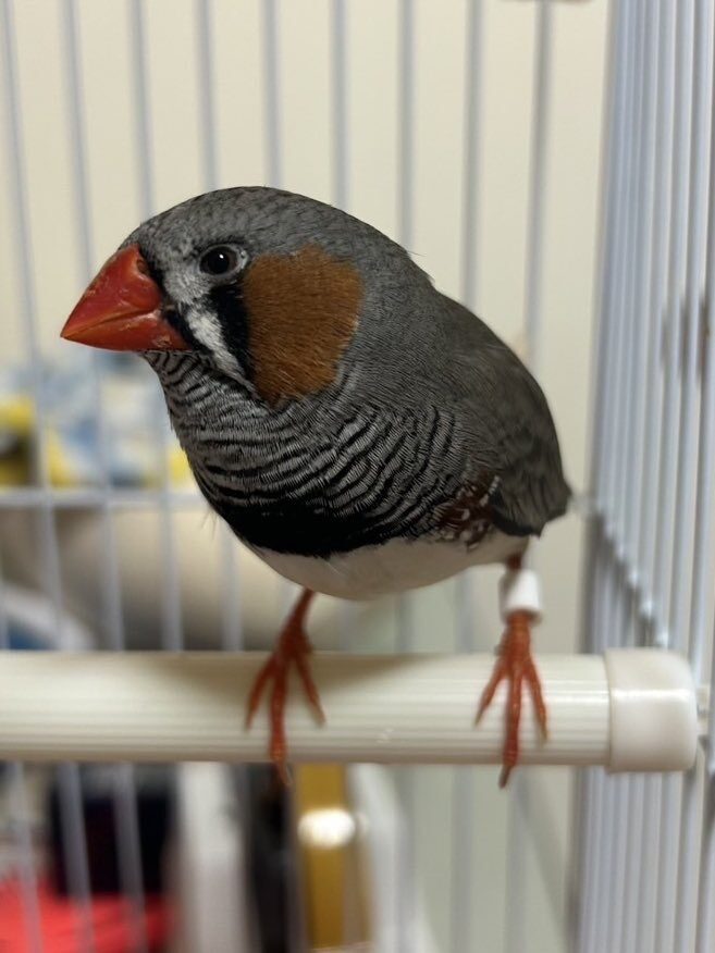鳥好き