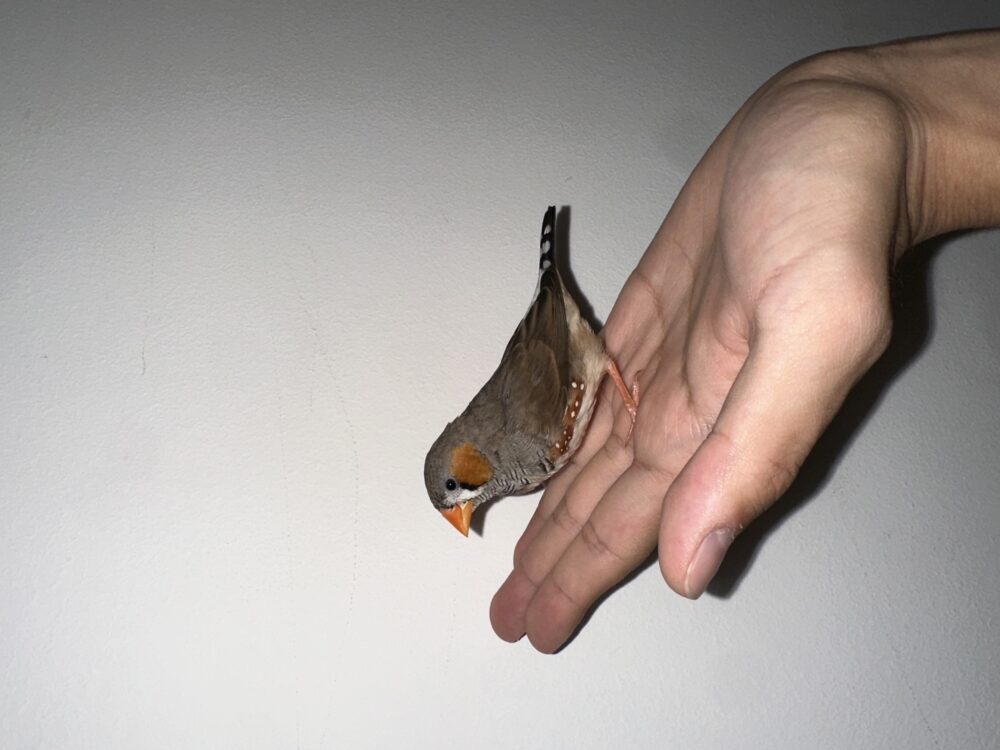 りく