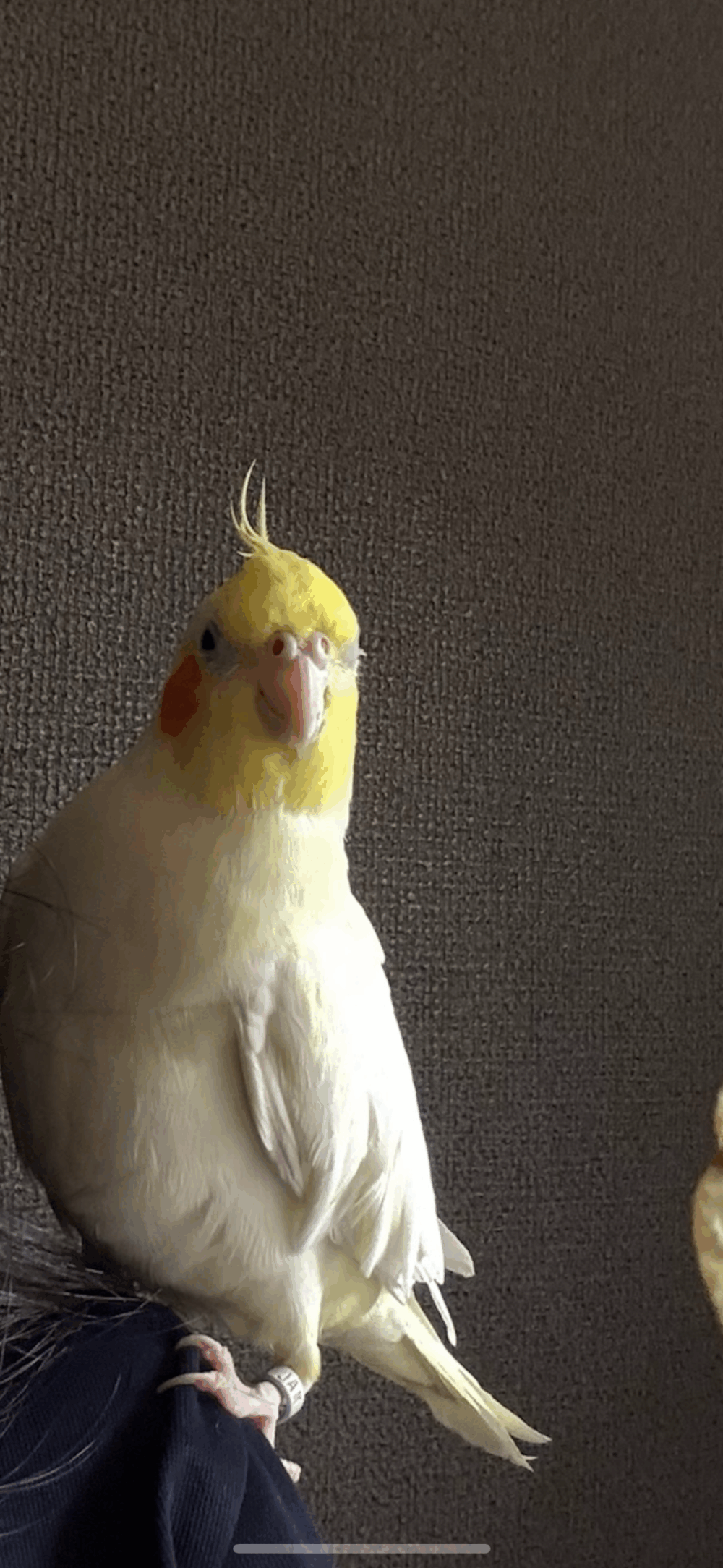 もも