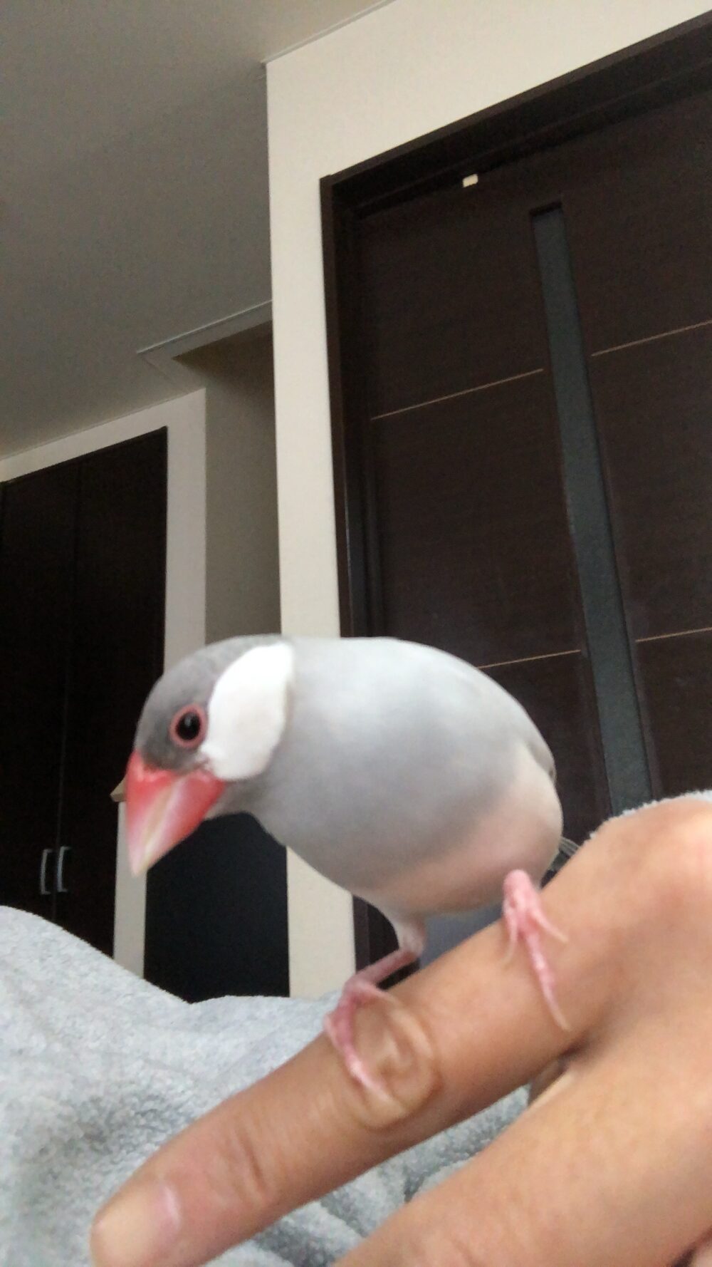 らいちくん