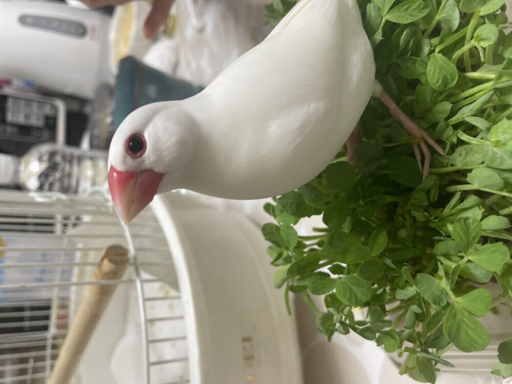ミク