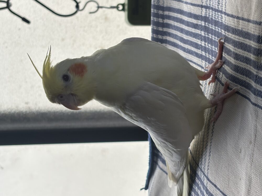 てらうち