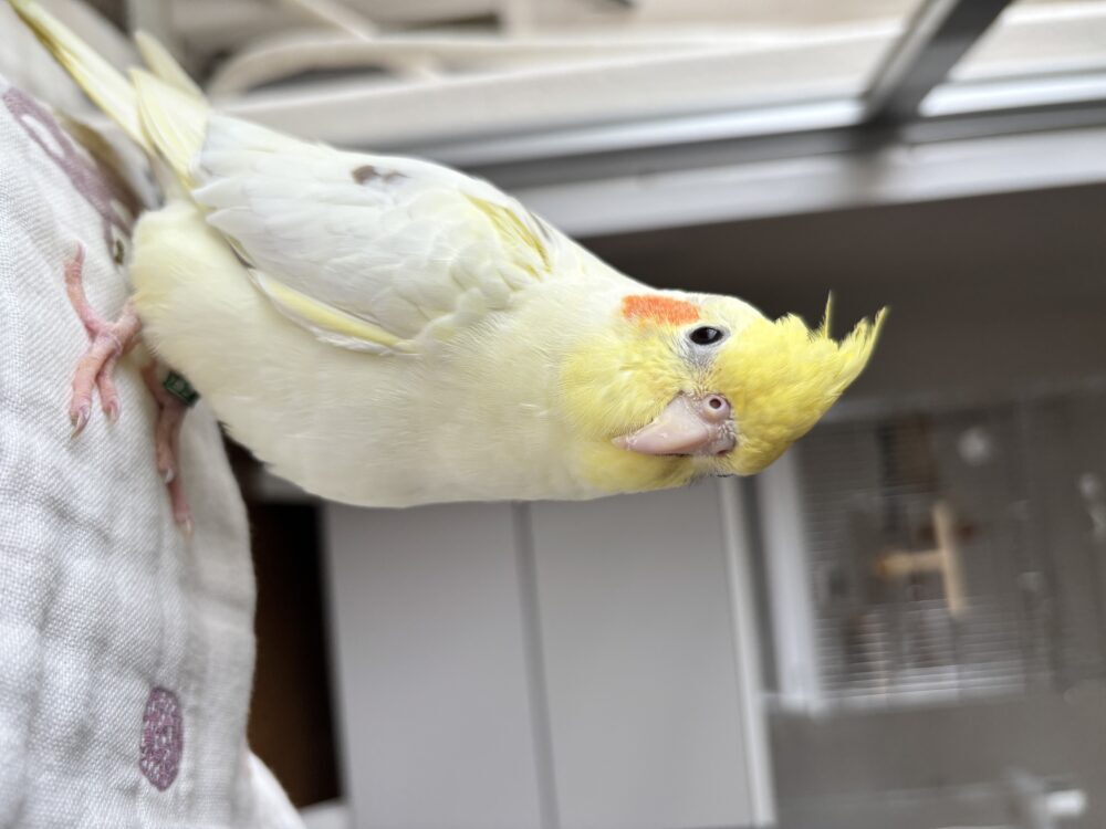 ぱんち