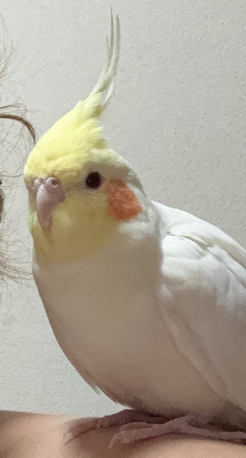 ヒラ