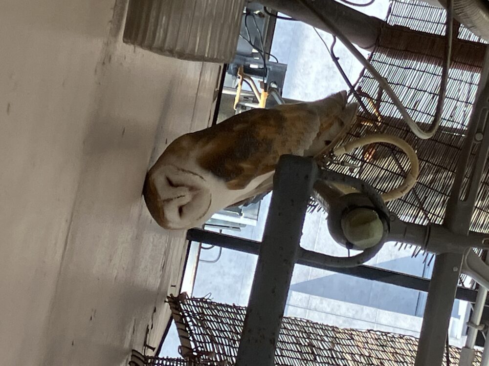ミヤワキ