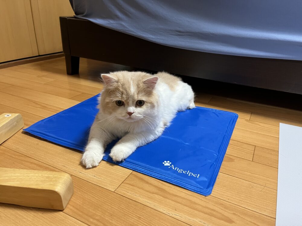 やまと