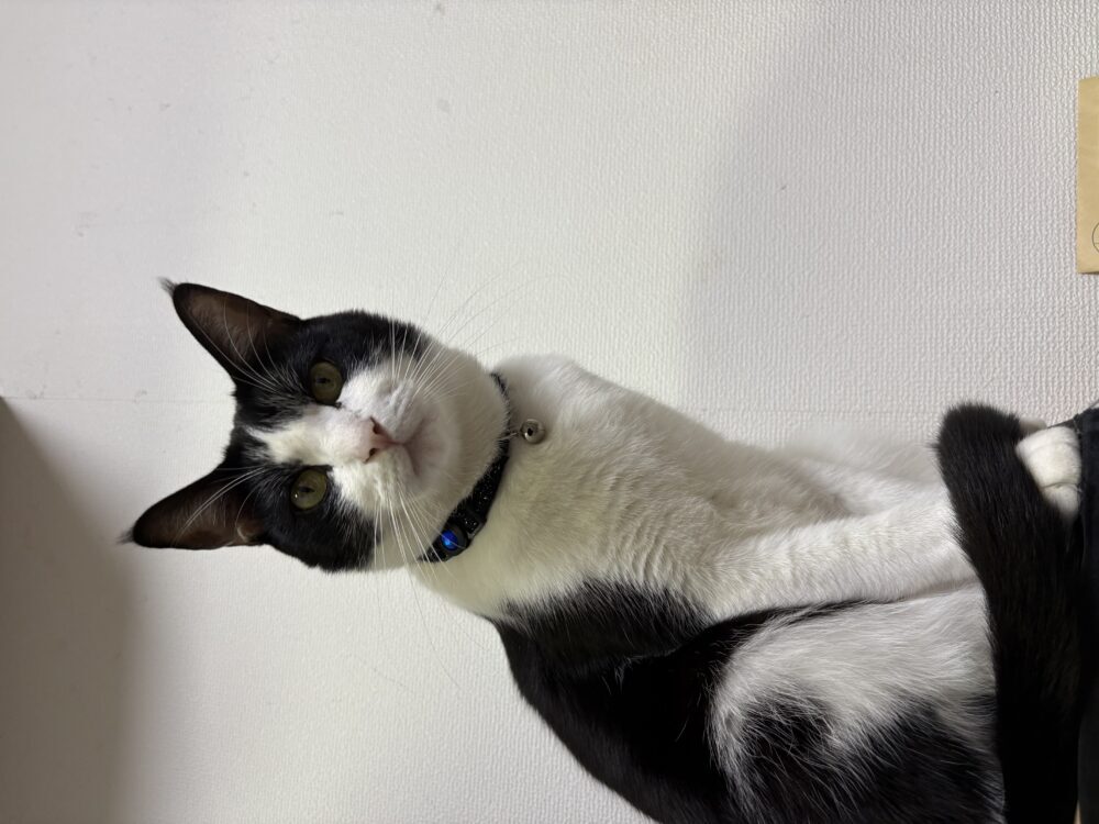 ぼー