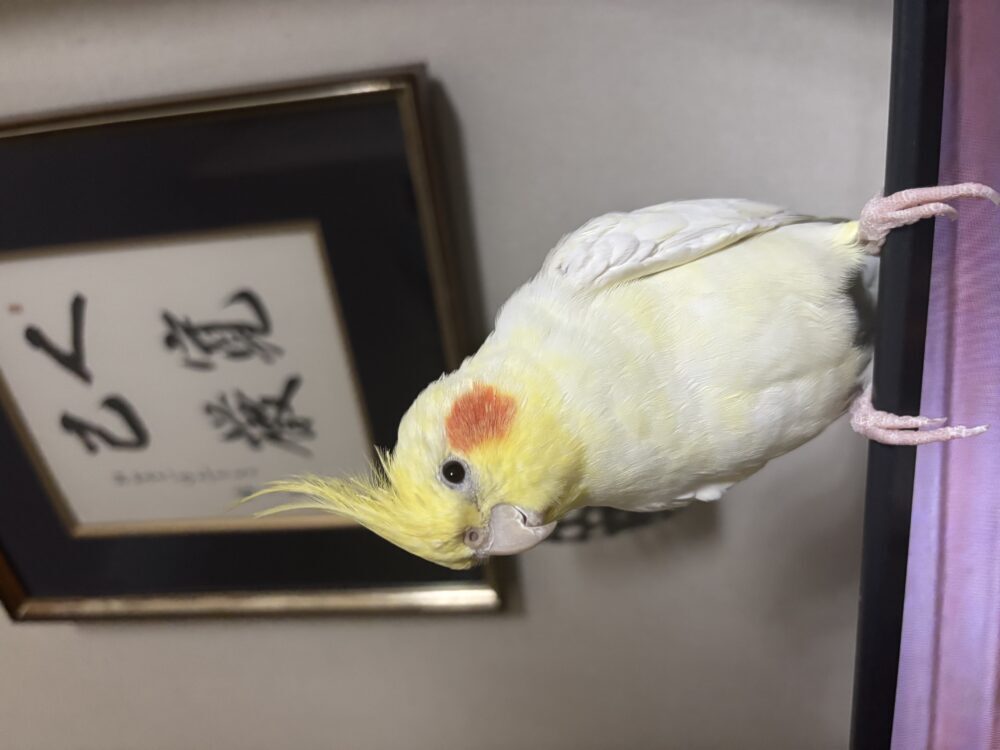 タカハシメ