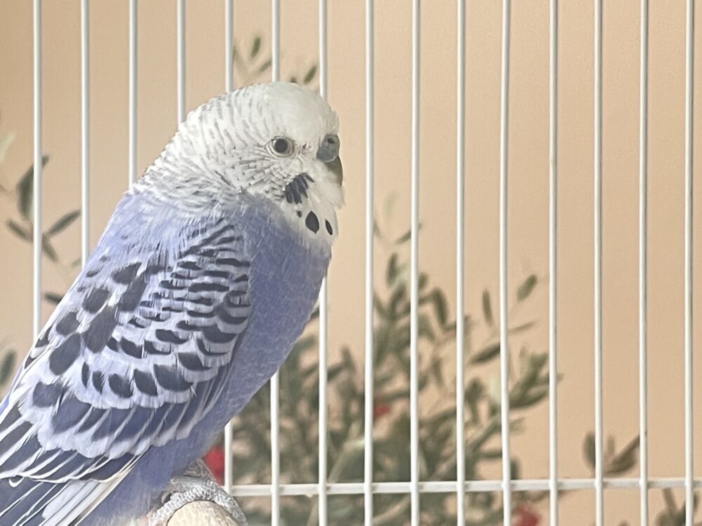 はる