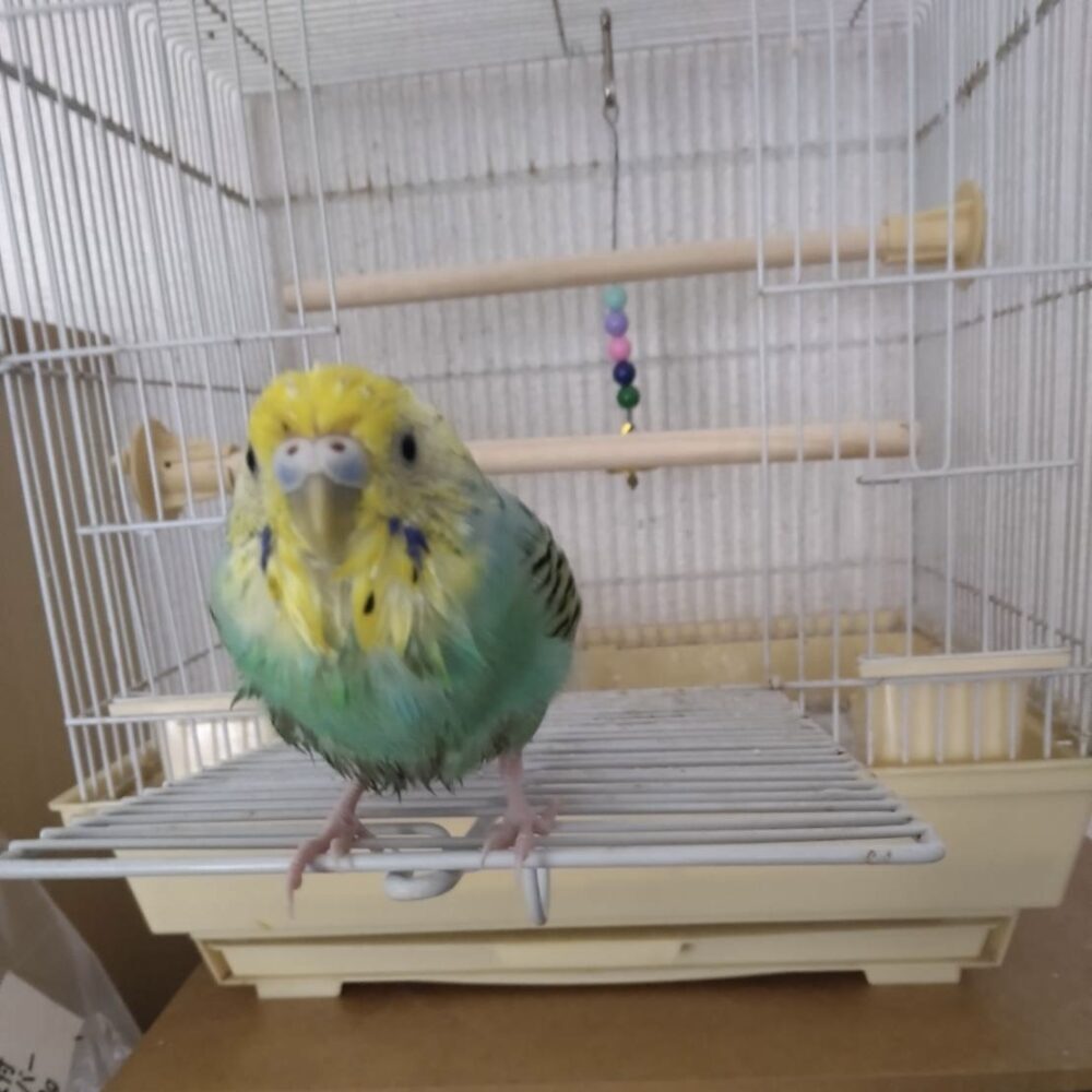 いな