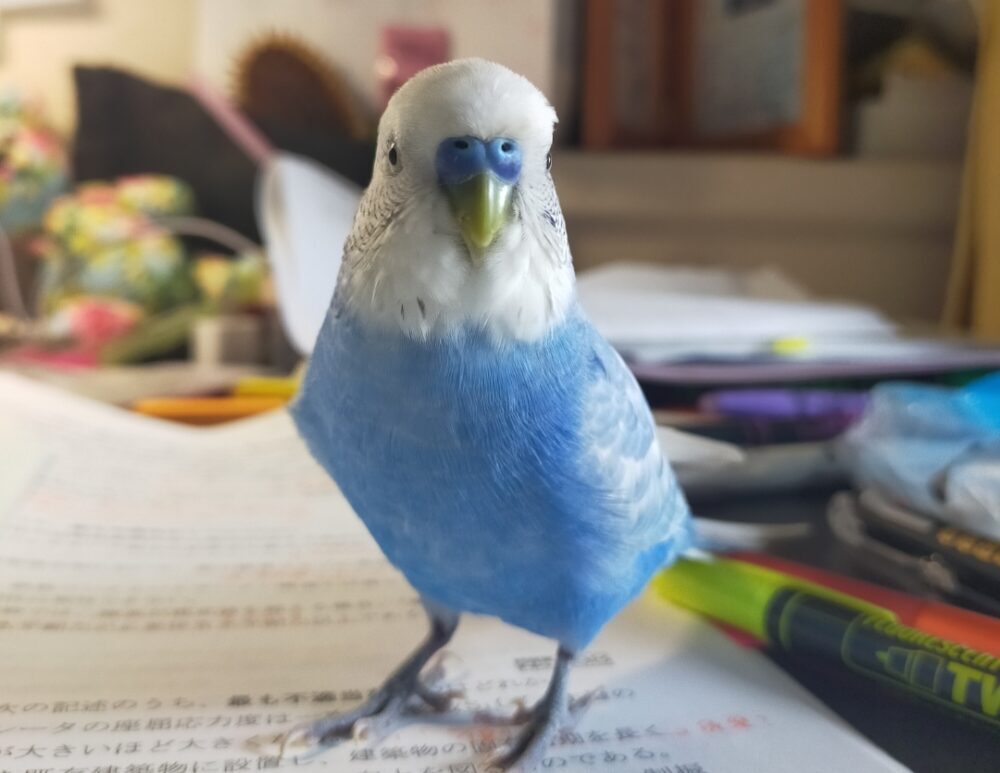 ぶん