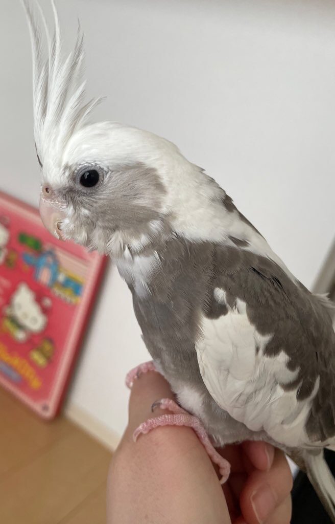 おかもと