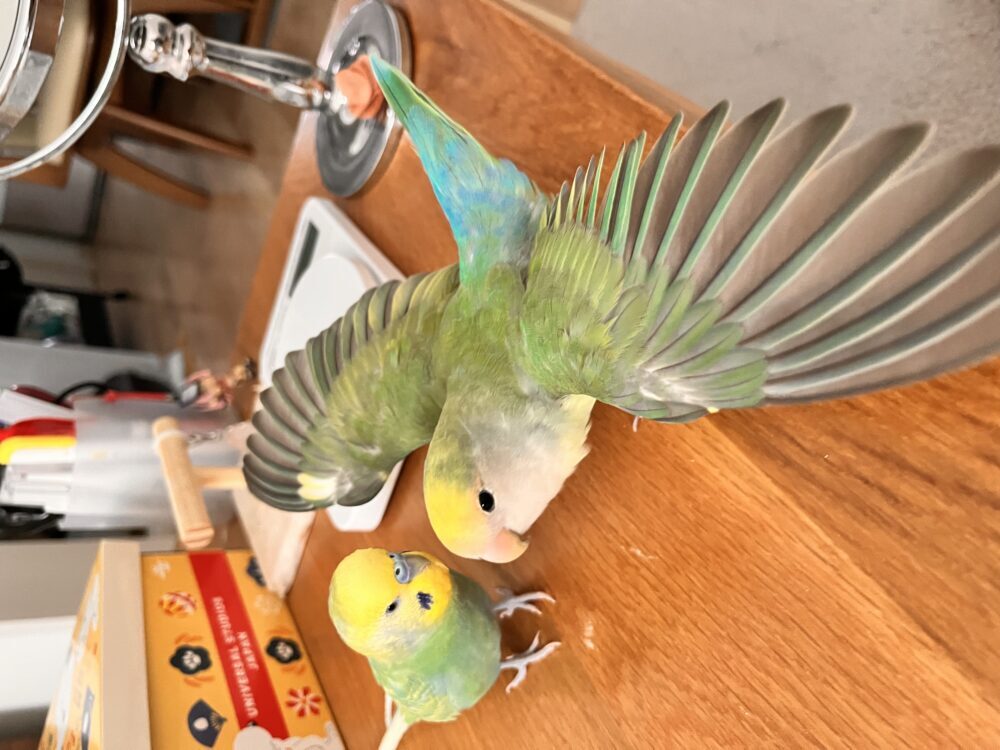 凛ちゃん