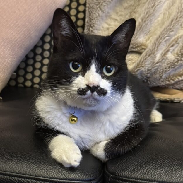 ちょこ