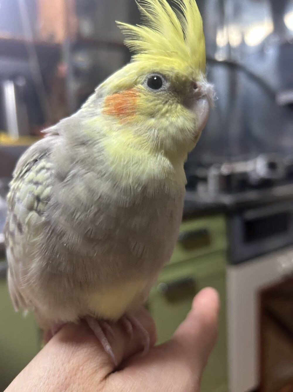 いとう