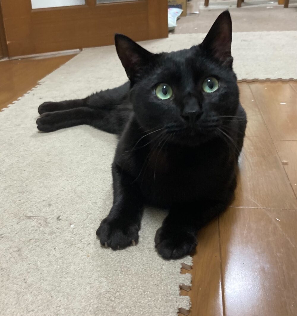 黒猫の銀くん捜索隊
