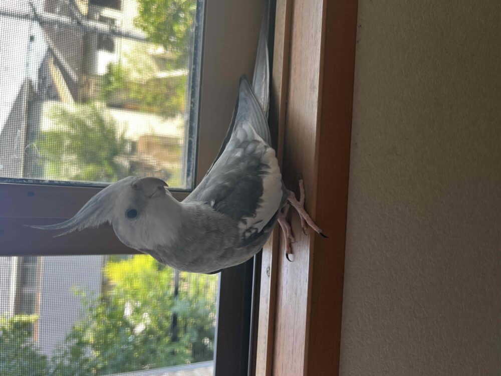 ましろ