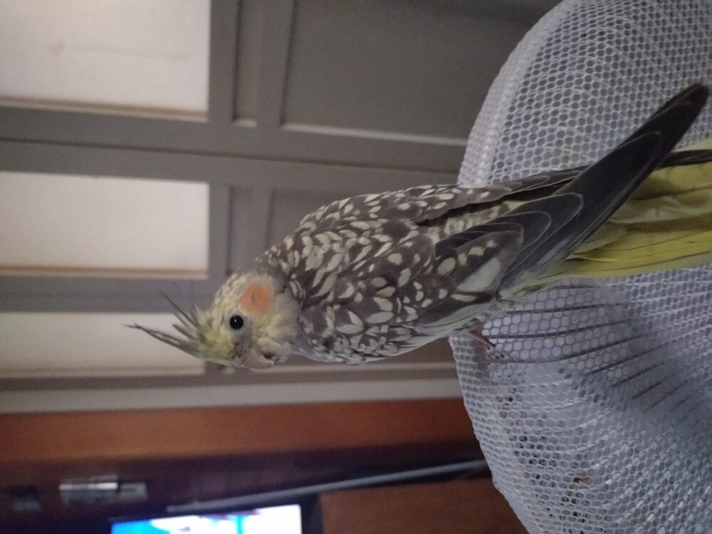 あつこ
