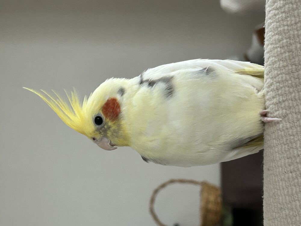 こはく