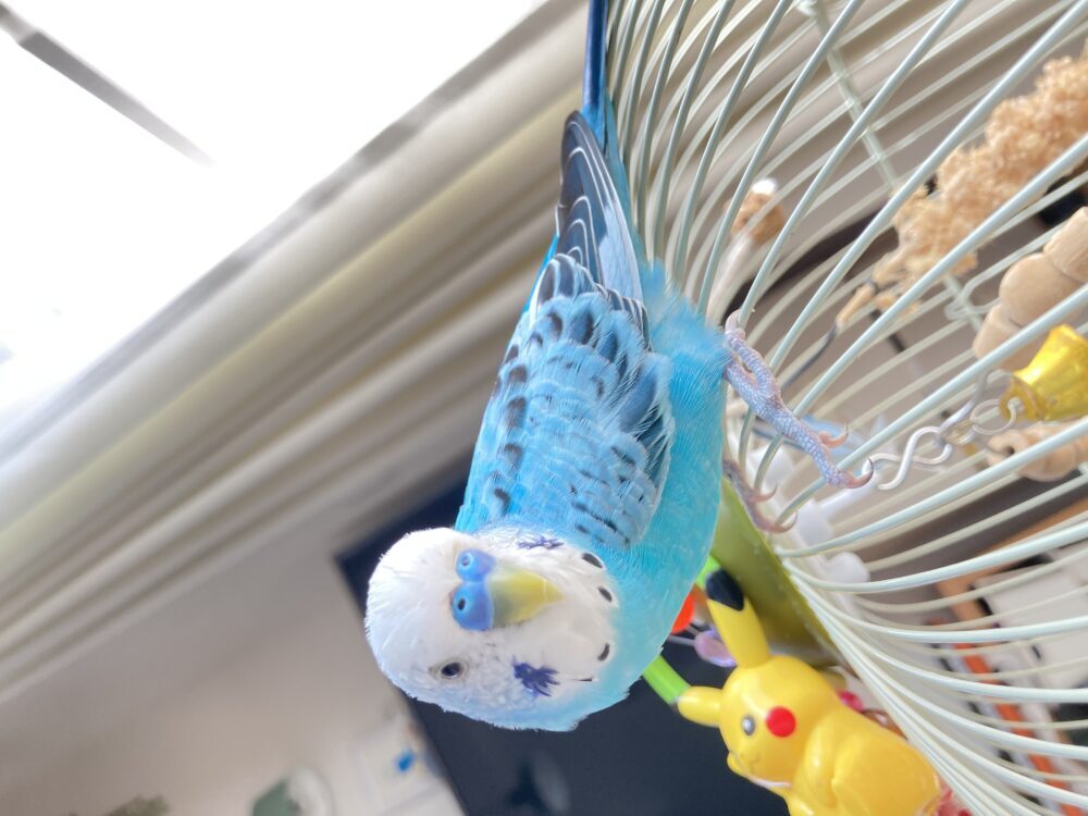 たー