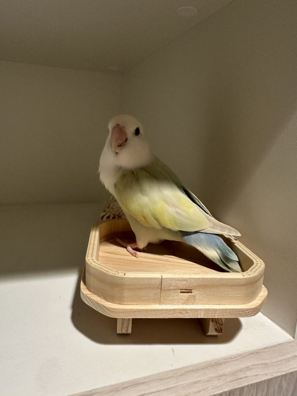 ゾゾ