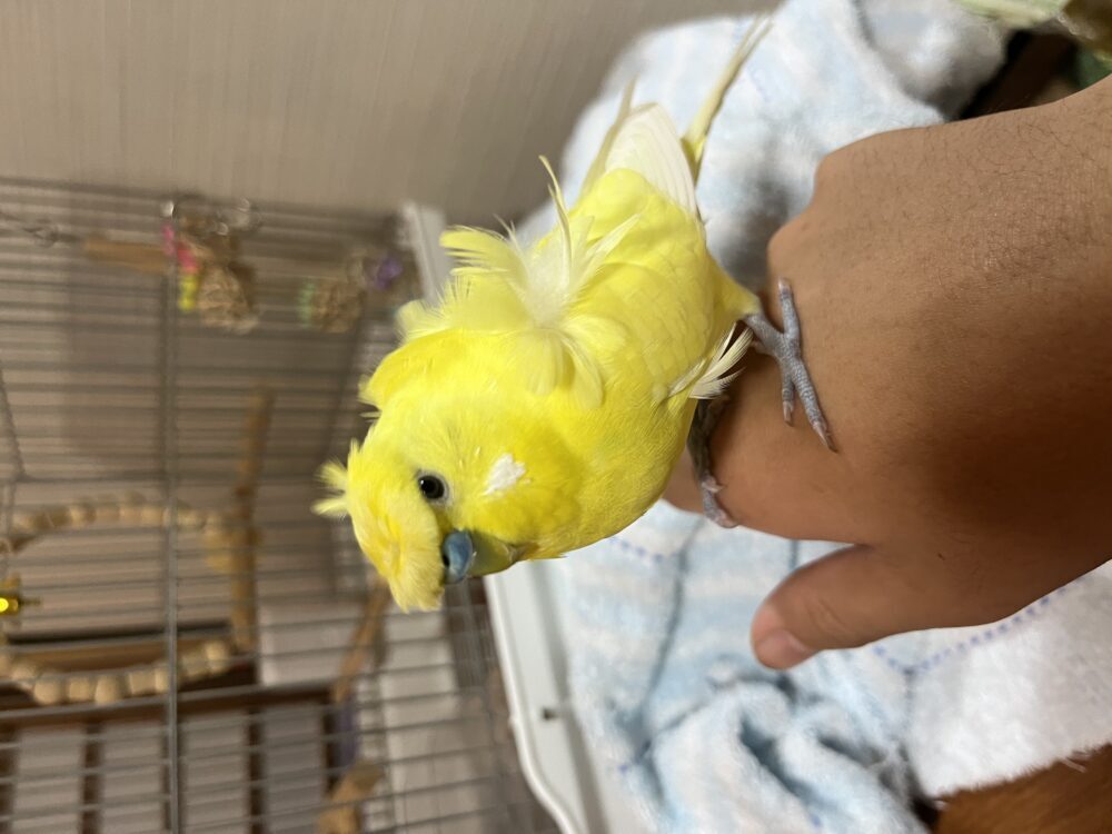 ばた