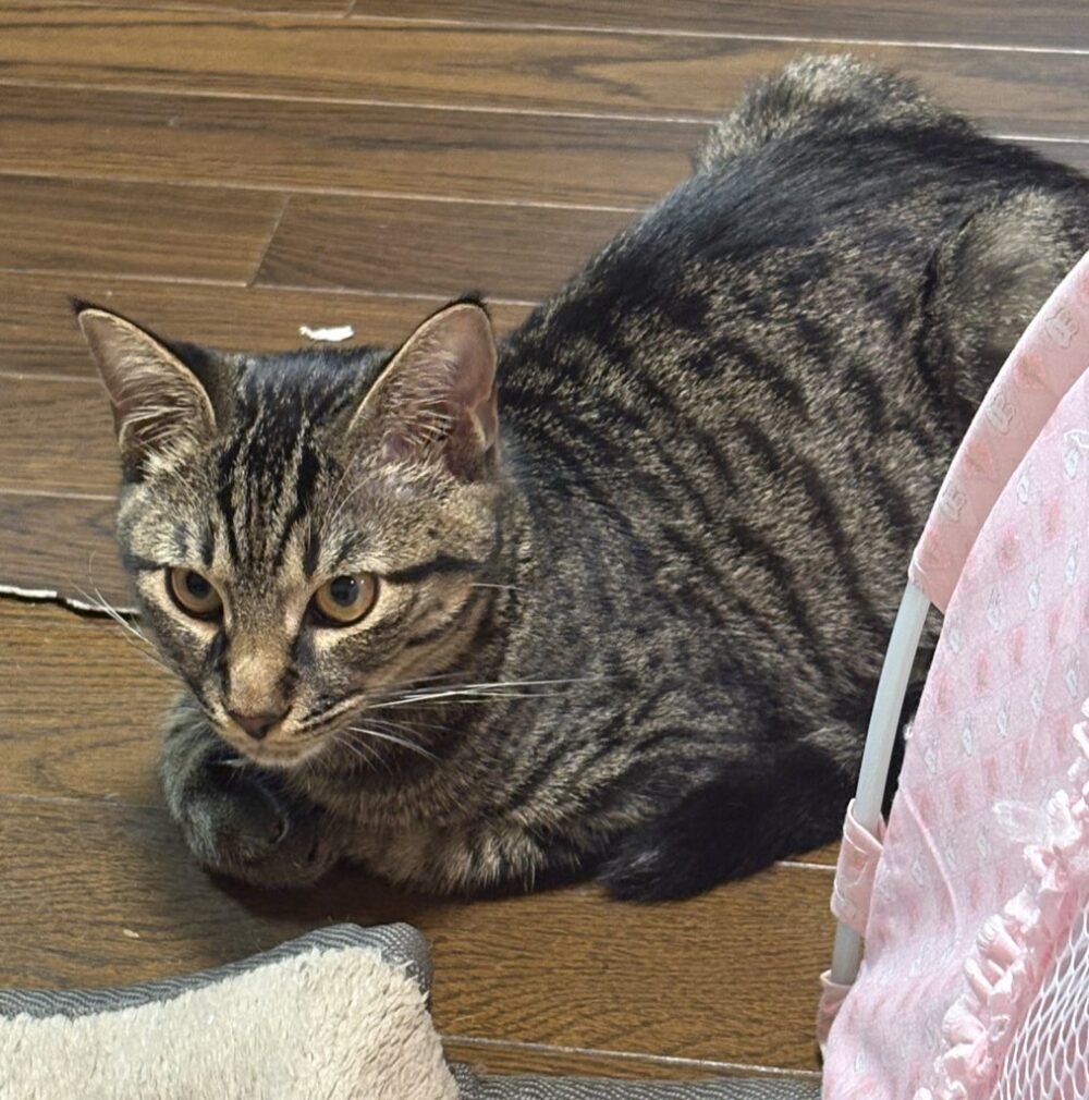 すずか