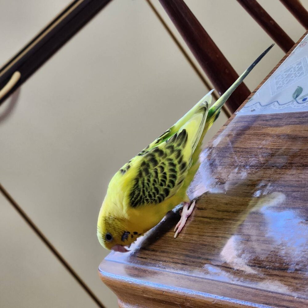 ハルナ