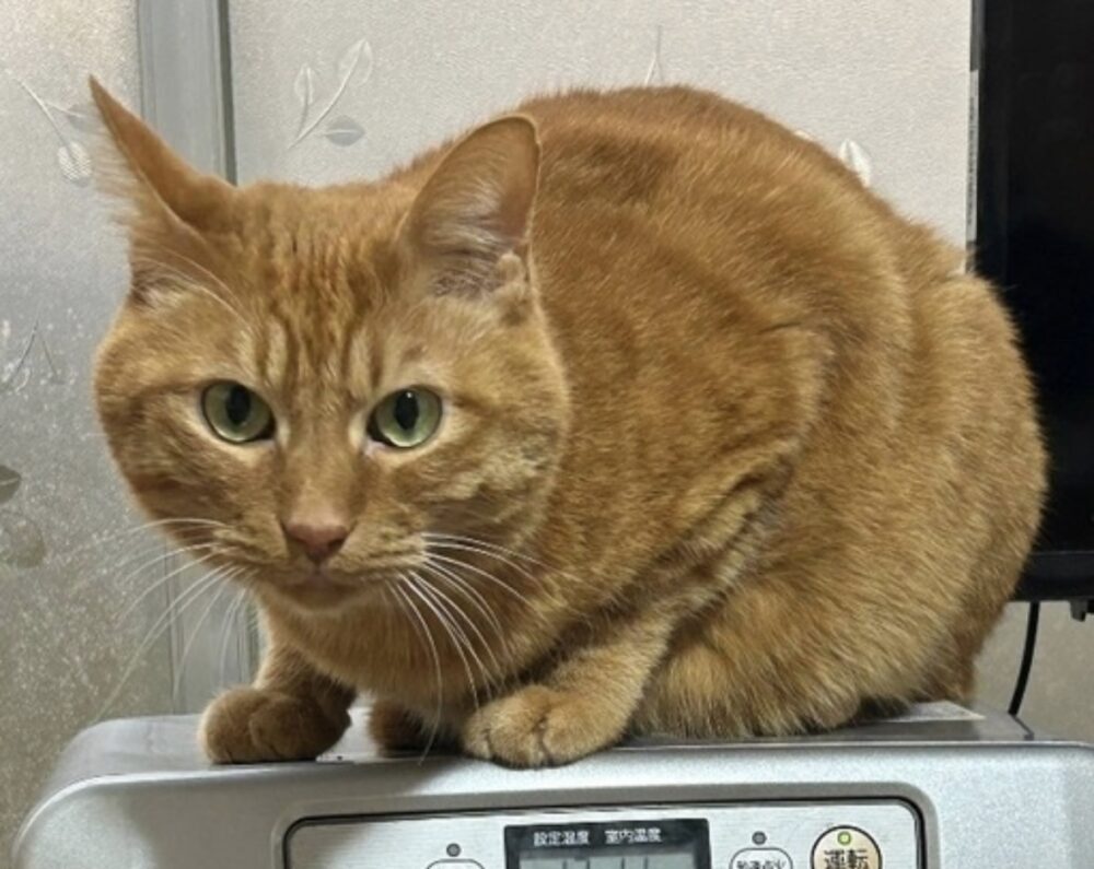 サクラ