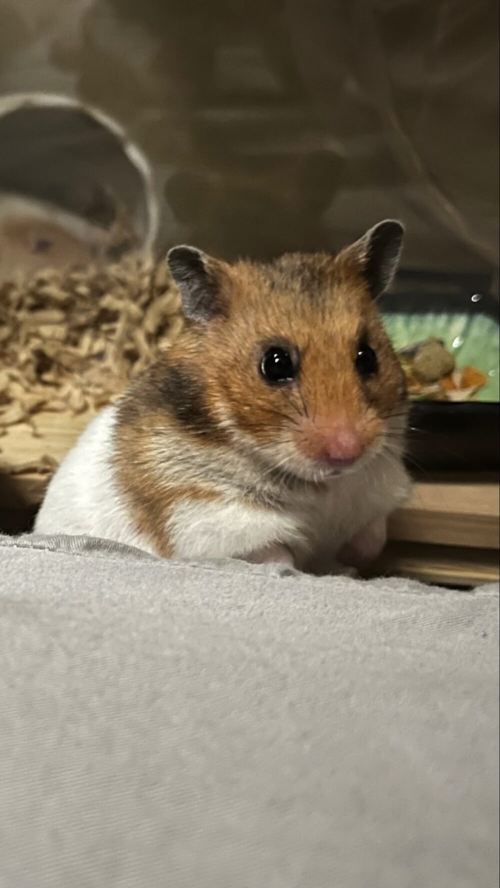 ドビー