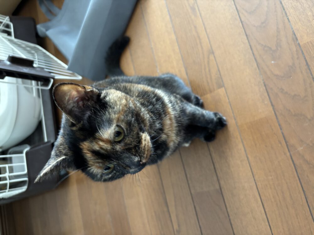 のり