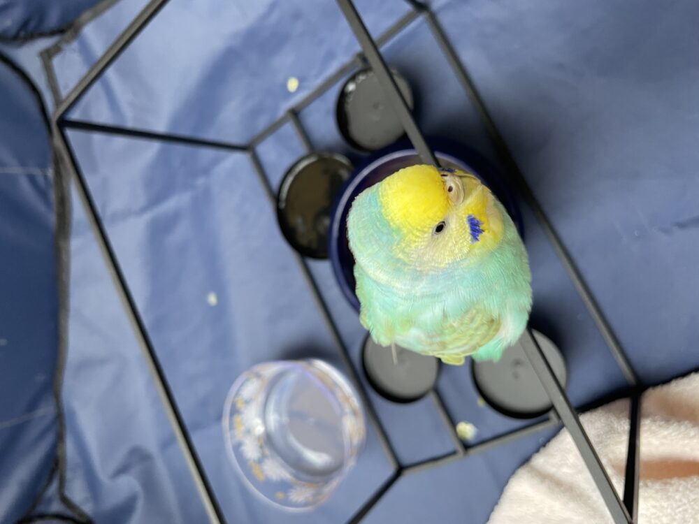 ぴよかわ