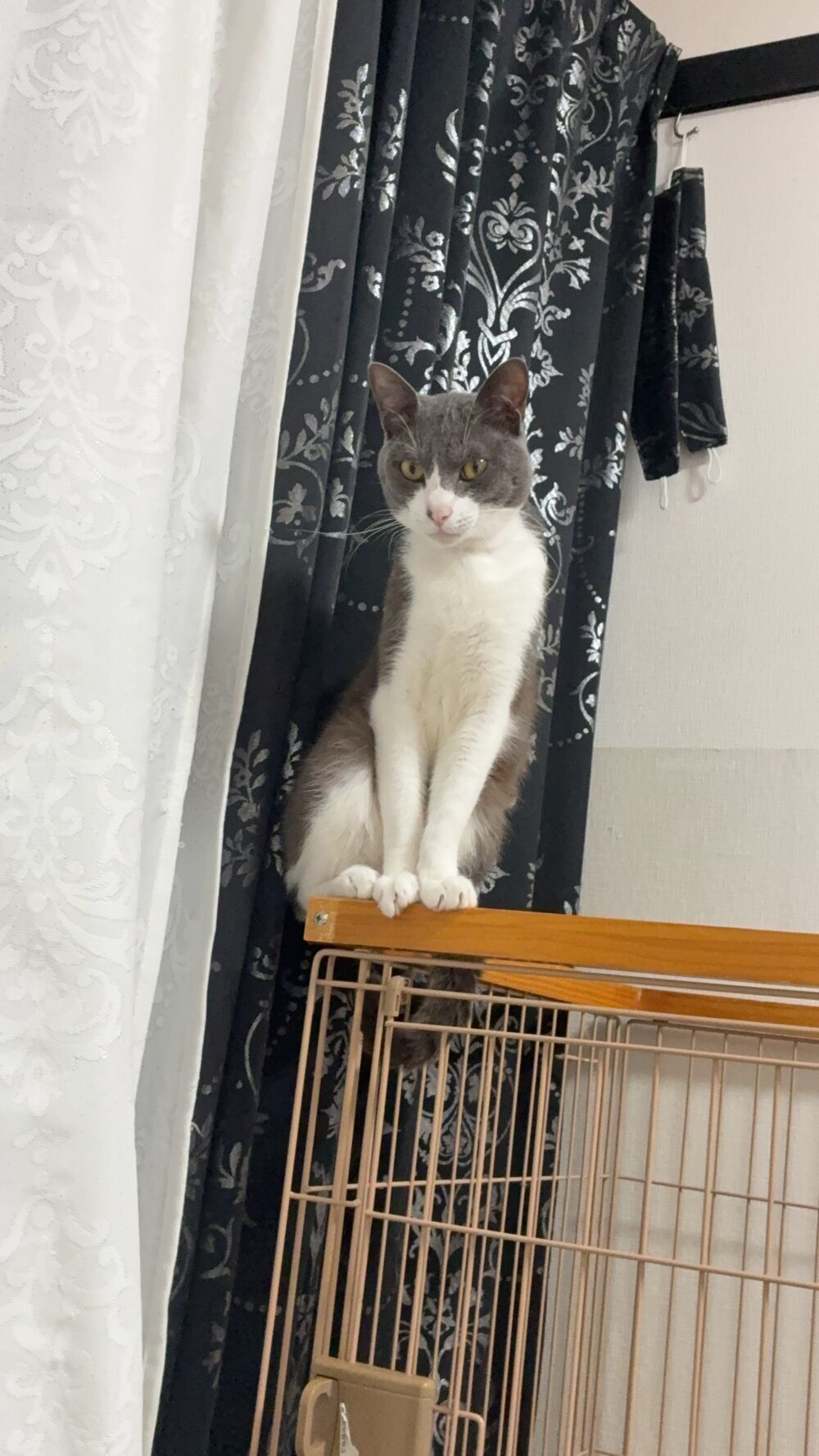 ノワ