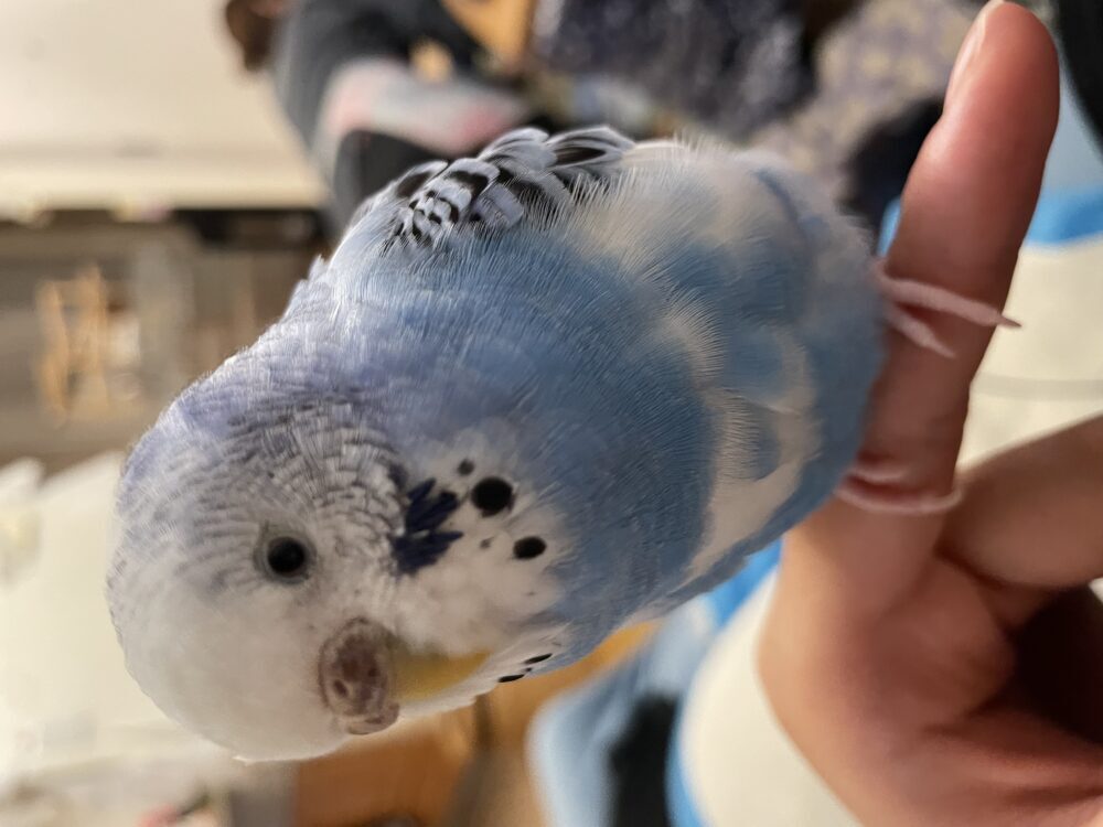 たろう
