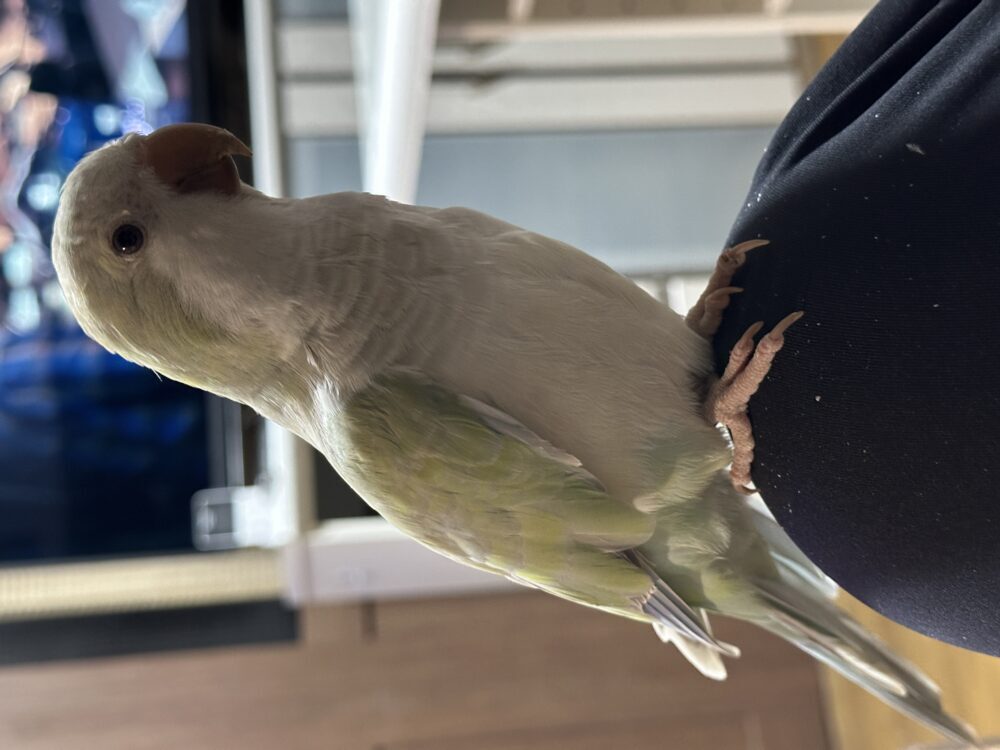 エメママ