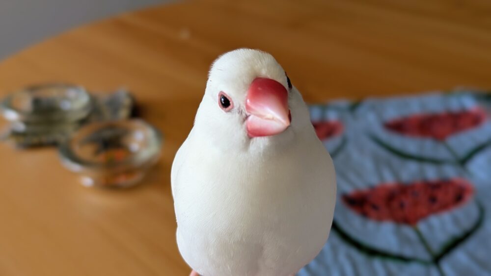 さとう
