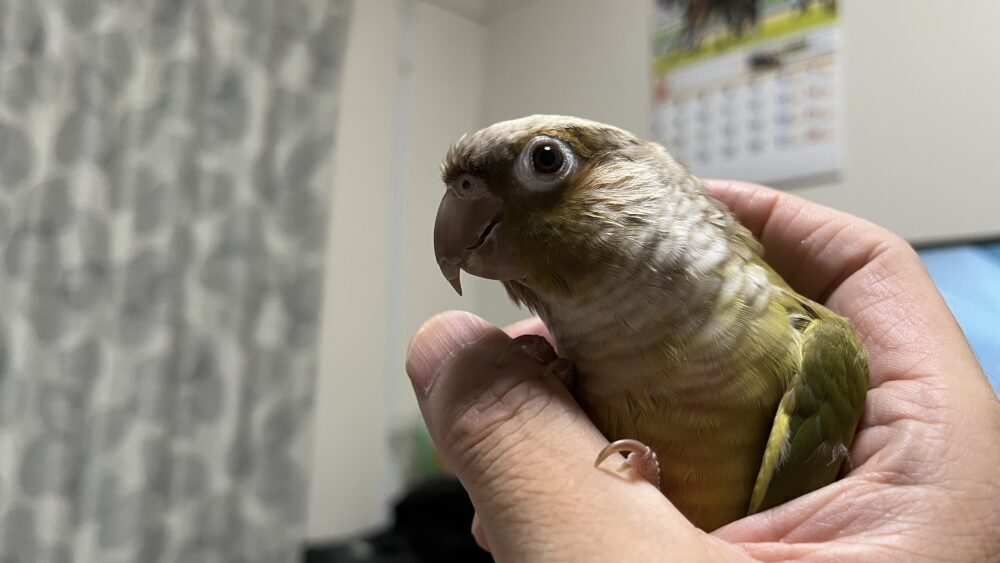 ゆに