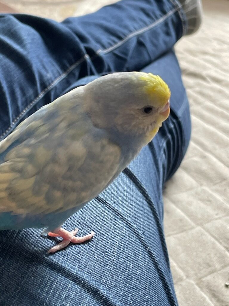 のの