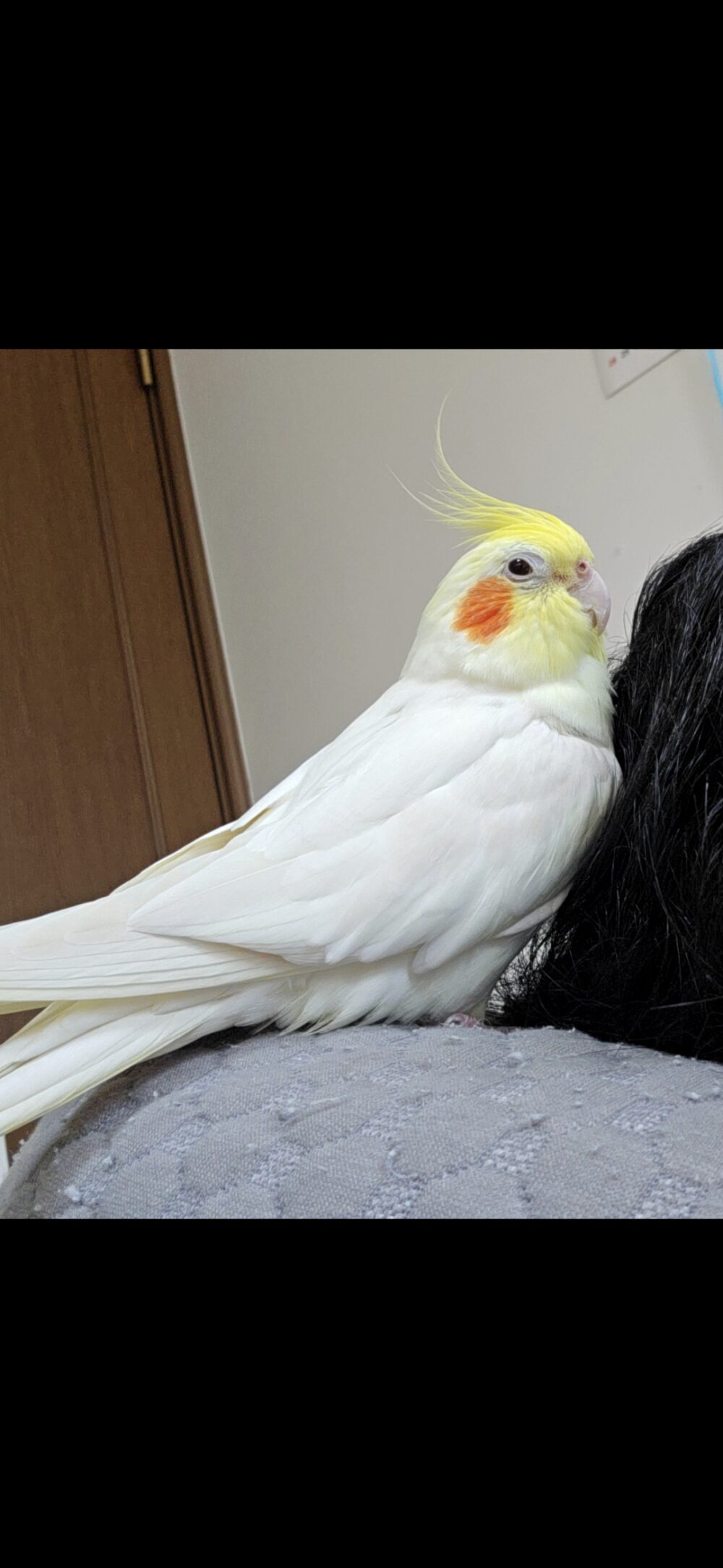 こま