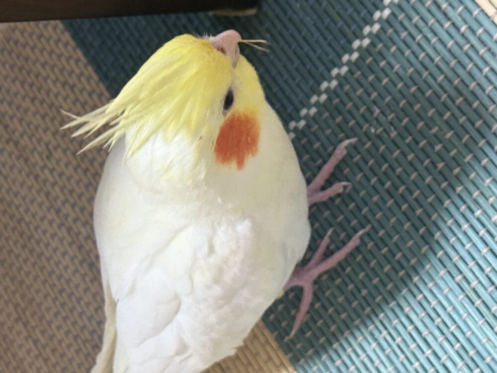 とむ
