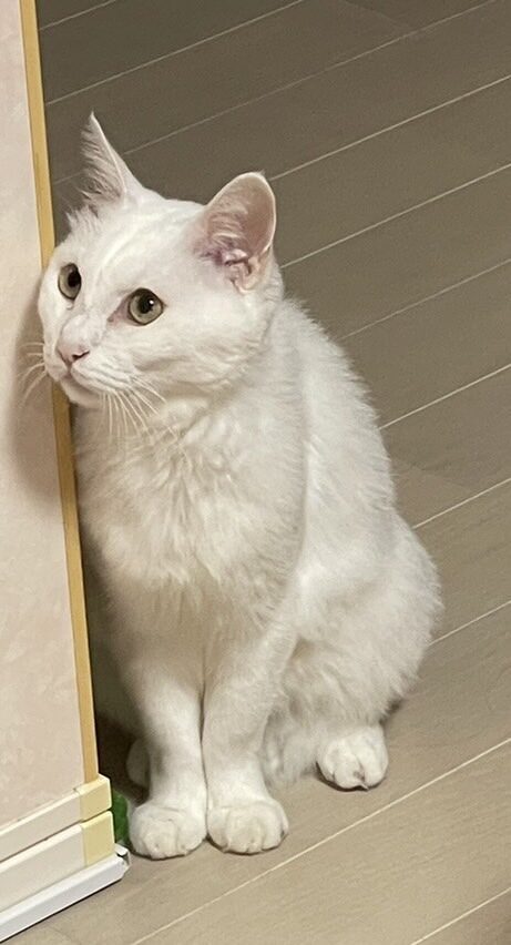 とり