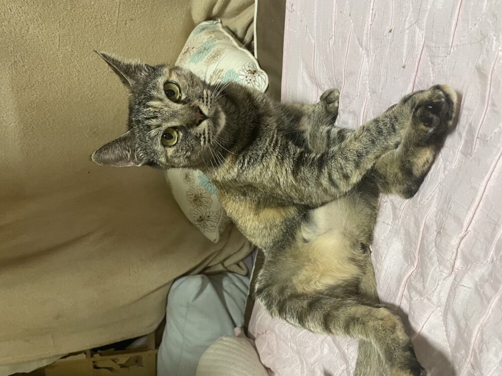 にゃーこ